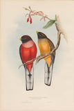 Bird 4 all images