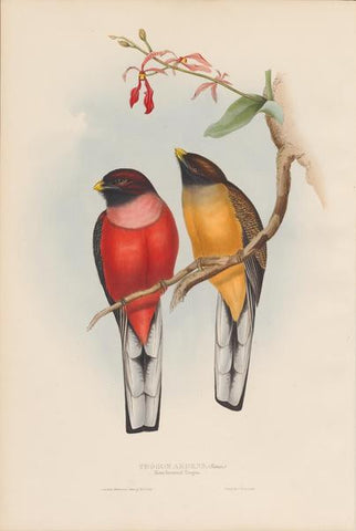 Bird 4 all images