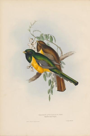 Bird 2