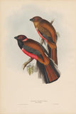 Bird 4 all images