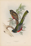 Bird 1-edit