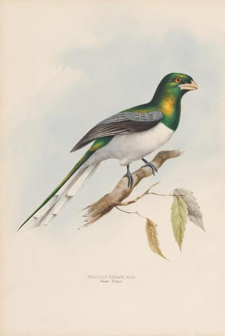 Bird 5-edit