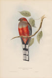 Bird 1-edit