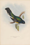 Bird 1-edit