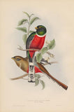 Bird 4 all images